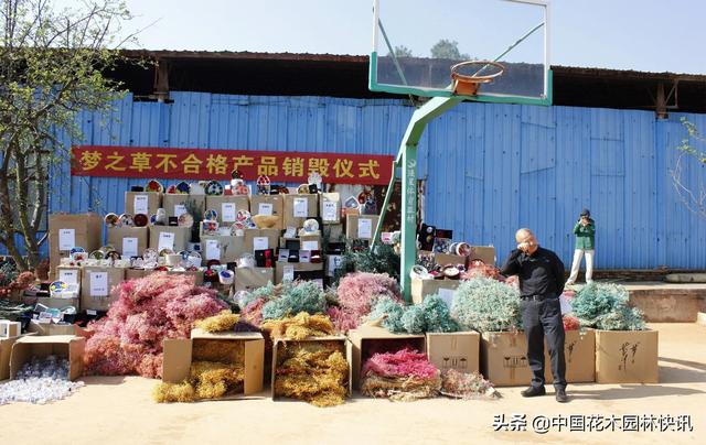 云南花企销毁货值150万元梦之草牌保真花卉不合格产品