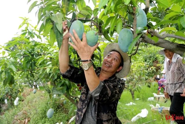 3月就有人卖“攀枝花芒果”？假的