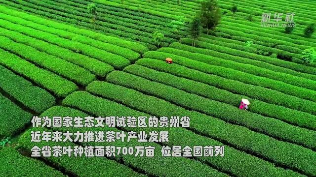 走进市场主体丨精细“智”做，看山间一“抹”茶如何走向世界