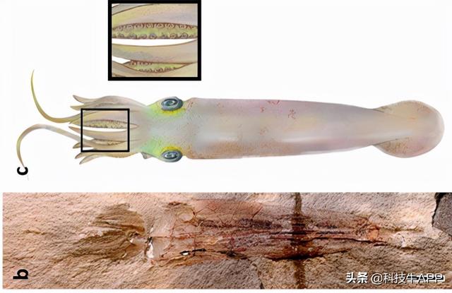 命名为“拜登”，科学家发现已知最古老章鱼化石