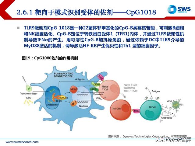 疫苗佐剂行业深度报告：疫苗脱颖而出的秘密武器