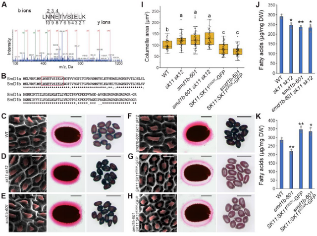 新加坡TLL俞皓实验室揭示SmD1b在种子发育过程中调控SK11/12表达的分子机制