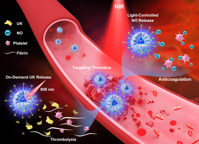 南昌大学二附院血管外科周为民教授团队研究成果在国际顶刊《Bioactive Materials》（IF: 14.593）发表