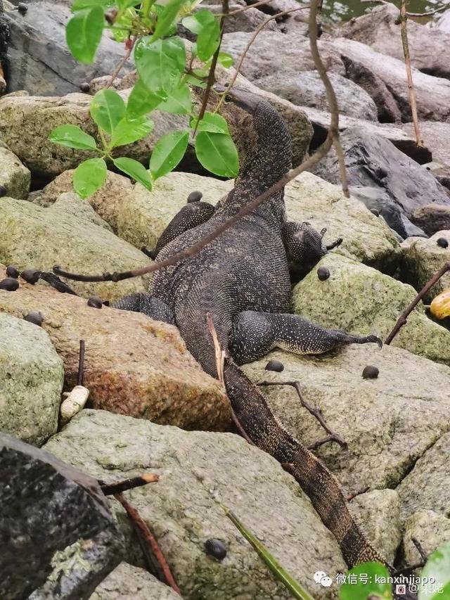 新加坡有这么一个宝藏湿地保护区，适合周末跟家人朋友一起去