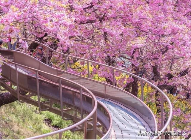 日媒：日本政府咨询小组成员提议开放游客入境