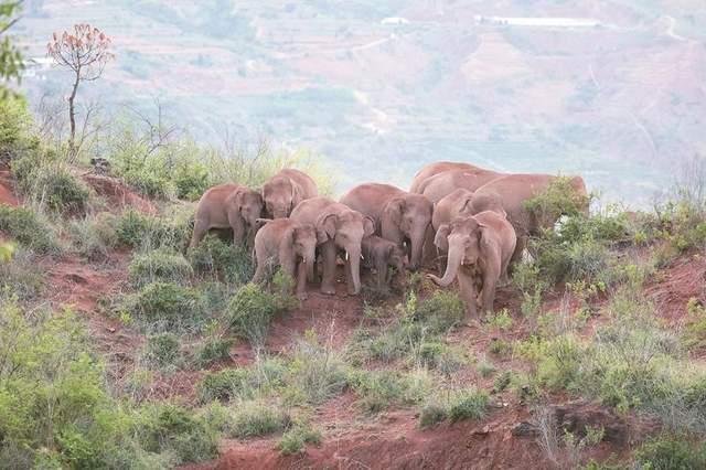 野生动植物保护|2021年中国野生动植物保护十件大事发布
