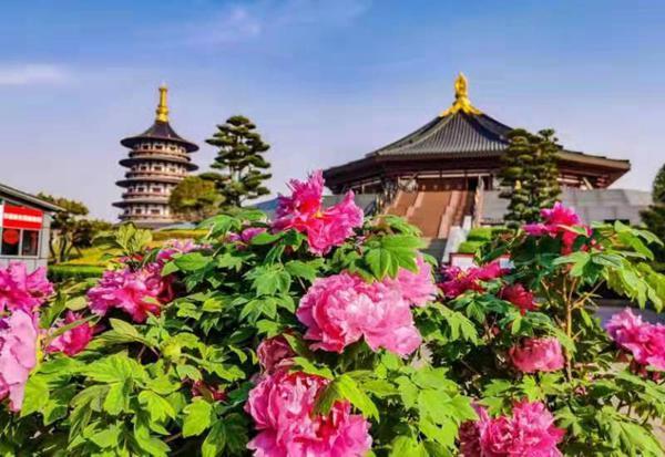 花开满屏！洛阳牡丹绽“云端”受全球热捧，法国日本等15个国家89个地区宾朋“云赏牡丹”