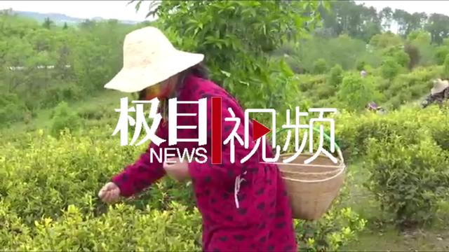 武汉新洲黄金茶走向国际市场