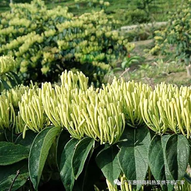 用热泵空气能烘干机烘干金银花的效果怎么样