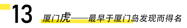 厦门15个与“虎”相关的冷知识