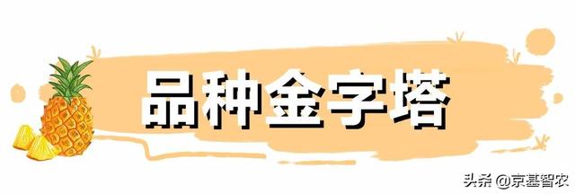 福利丨徐闻基地顶流菠萝等你来炫