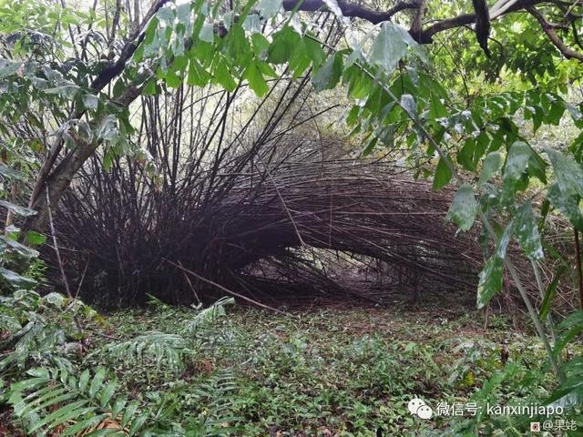 新加坡有这么一个宝藏湿地保护区，适合周末跟家人朋友一起去