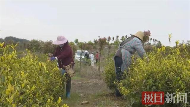 武汉新洲黄金茶走向国际市场