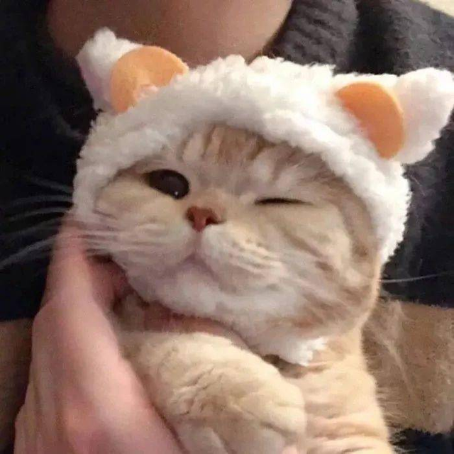 如何判断你家猫咪需不需要减肥？
