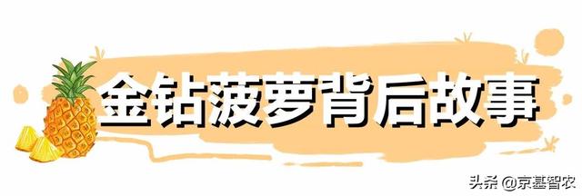 福利丨徐闻基地顶流菠萝等你来炫