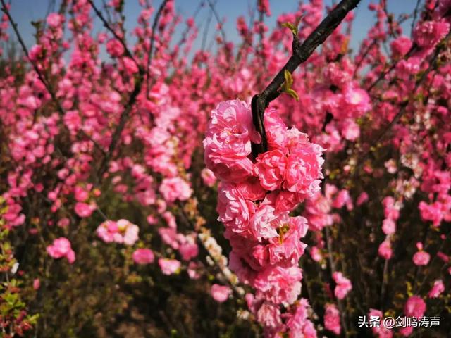 上巳、寒食和清明，三节合一君知否？