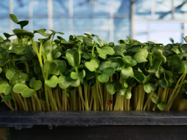 种植芽苗菜经济效益十分可观