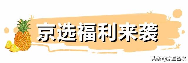 福利丨徐闻基地顶流菠萝等你来炫