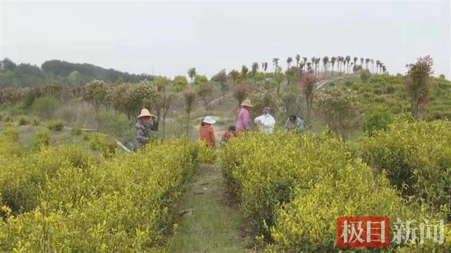 武汉新洲黄金茶走向国际市场