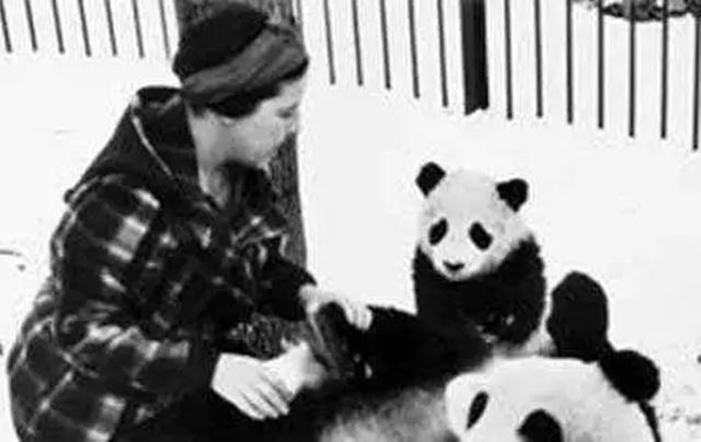 1936年，美国女子两次从中国偷走大熊猫，事后竟被称为“英雄”