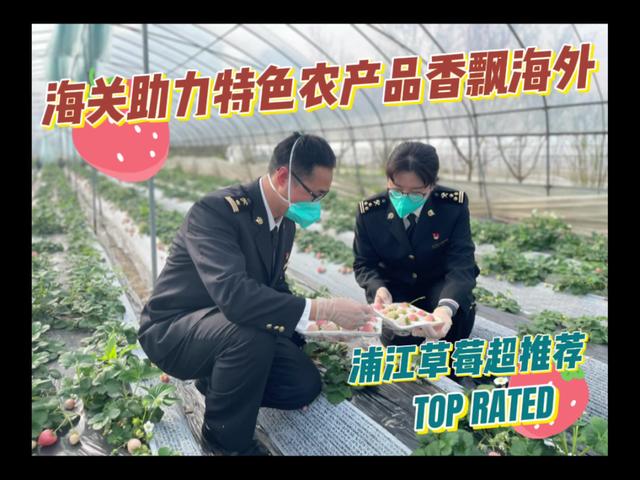 金华海关助力白草莓热销海外 国外卖15元一颗