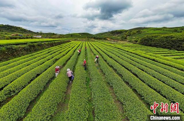 探访福州连江长龙华侨农场：云上茶乡 幸福飘香