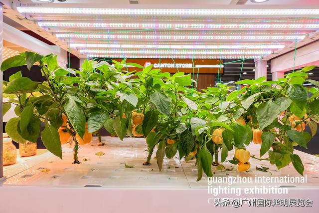 疫情封控下，“买菜难”成焦点，但LED照明这个领域却更火了