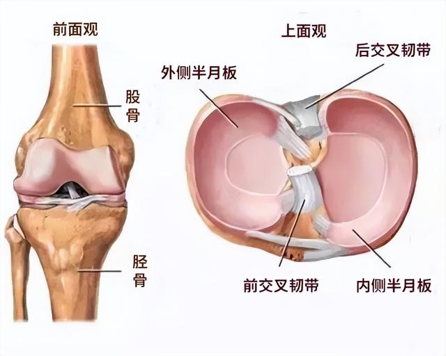 半月板到底是个啥？半月板损伤能自己长好吗？