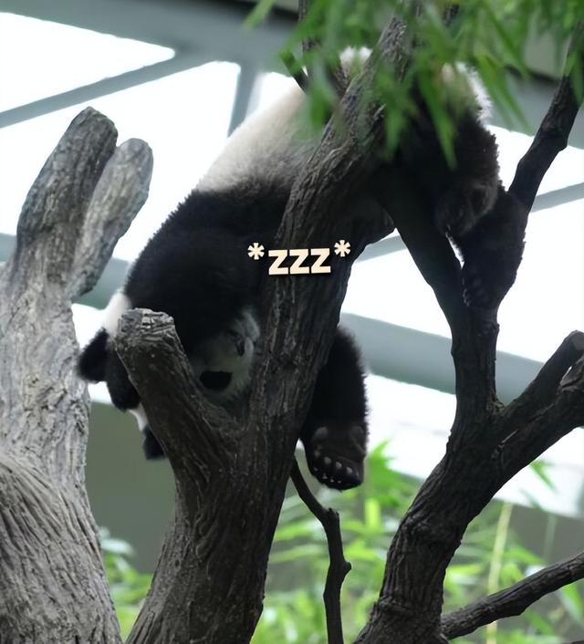 熊猫叻叻在新加坡靠睡觉就能圈粉，“熊猫扑街”赶紧围观