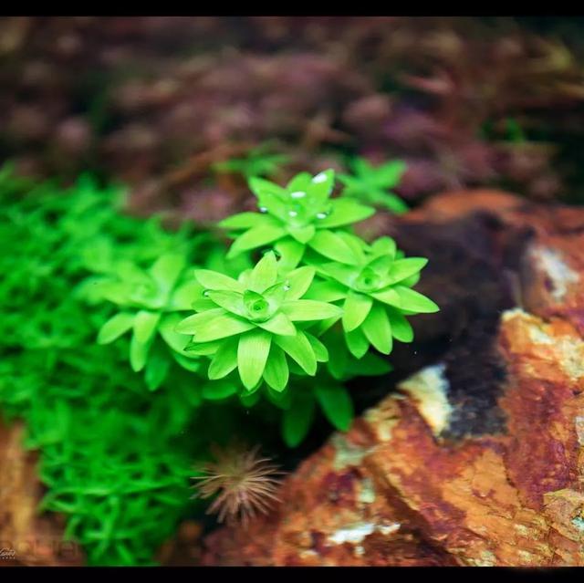 探访ADA水草缸鼻祖在匈牙利绿色自然水景店（GREEN AQUA）