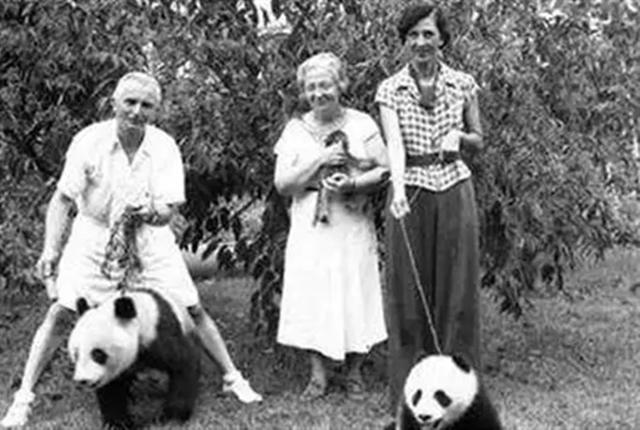 1936年，美国女子两次从中国偷走大熊猫，事后竟被称为“英雄”