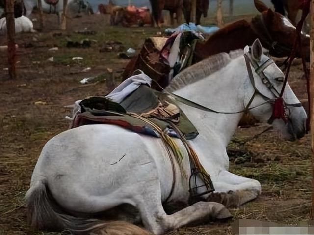 《西游记》幕后：杨洁被唐僧师徒踢出剧组，白龙马惨死荒郊没人知