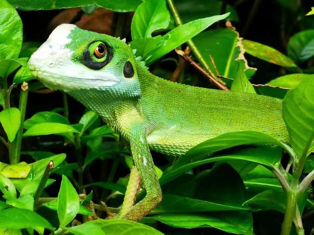 清华SIGS承办亚洲大学联盟生物多样性摄影大赛评选结果揭晓
