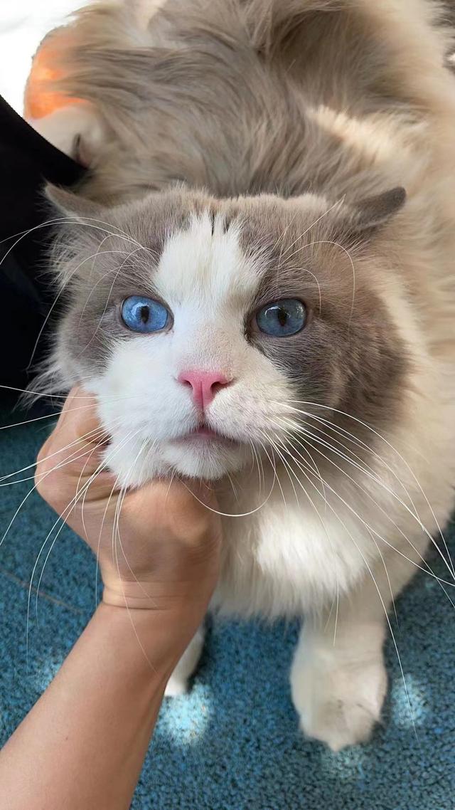 猫小咪日记（暗黑猫大人成长记）-03