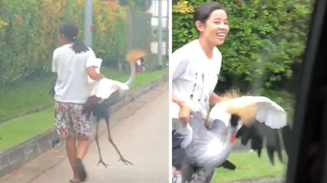 外媒：新加坡一女子手抓濒危灰冠鹤在街上行走 视频在网上疯传