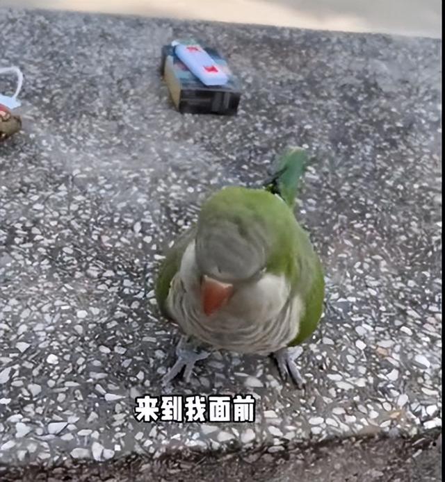 太可爱啦！新加坡小哥哥在海边被一只小鸟搭讪、又亲又咬