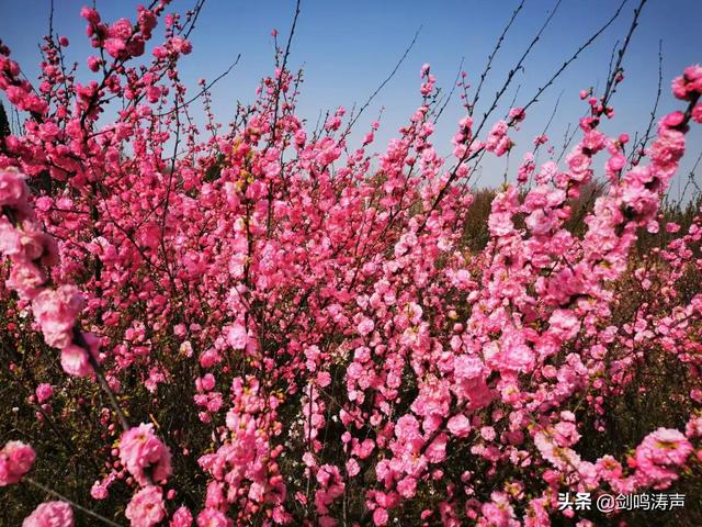 上巳、寒食和清明，三节合一君知否？