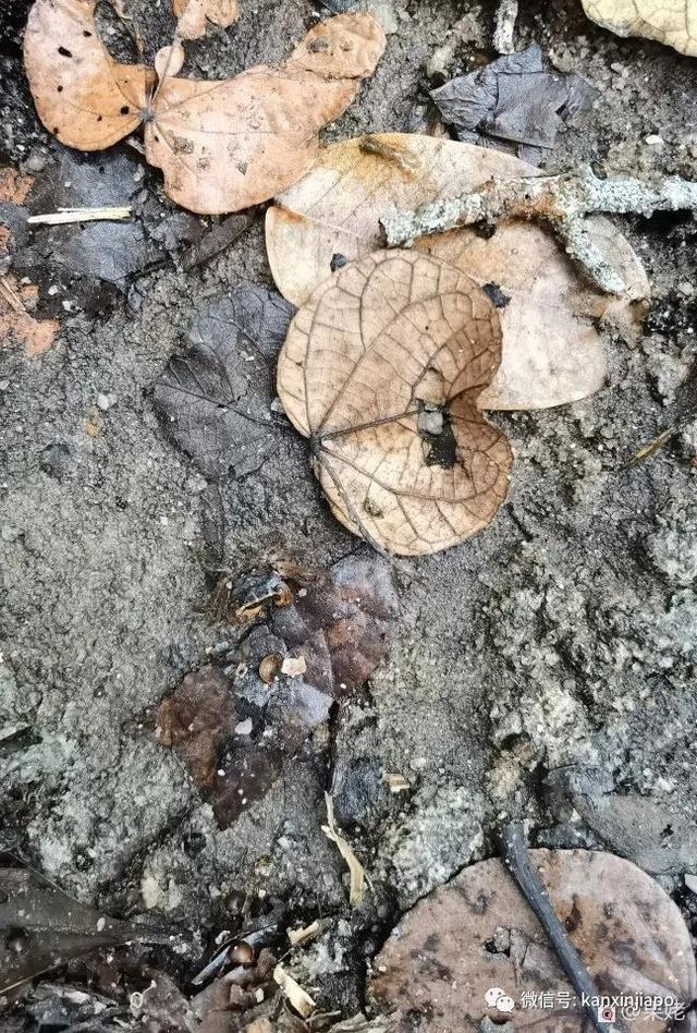 新加坡有这么一个宝藏湿地保护区，适合周末跟家人朋友一起去