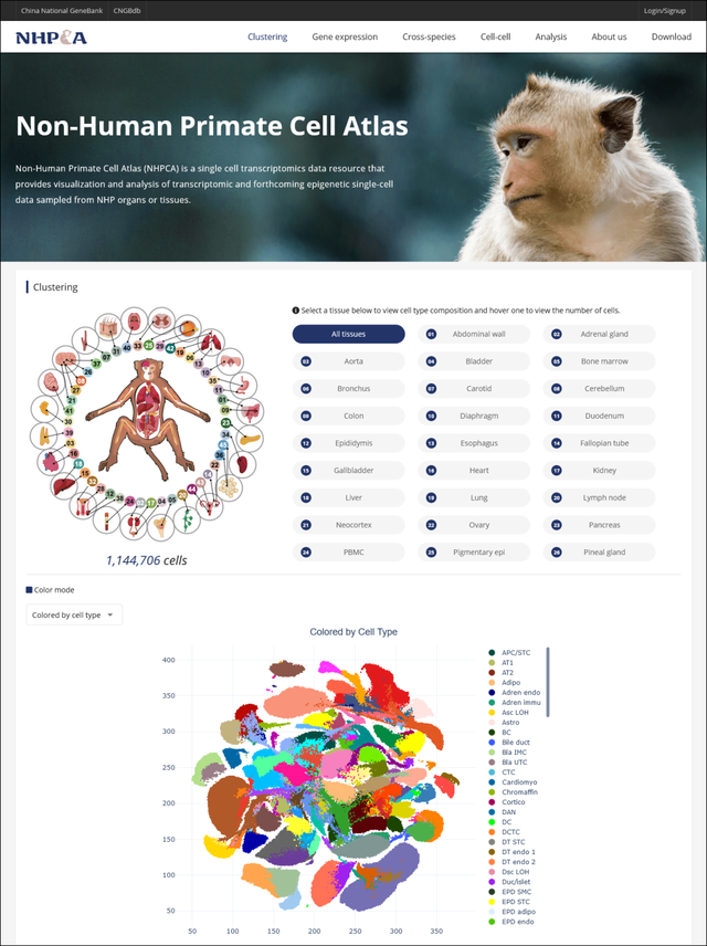 全球首个非人灵长类动物全细胞图谱发布