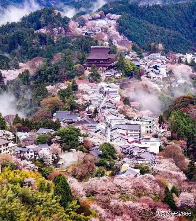 全球三大赏樱地-无锡樱花谷绝佳