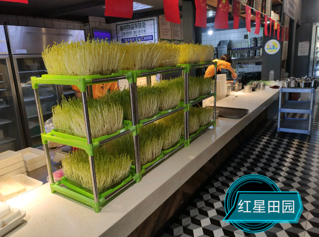 种植芽苗菜经济效益十分可观