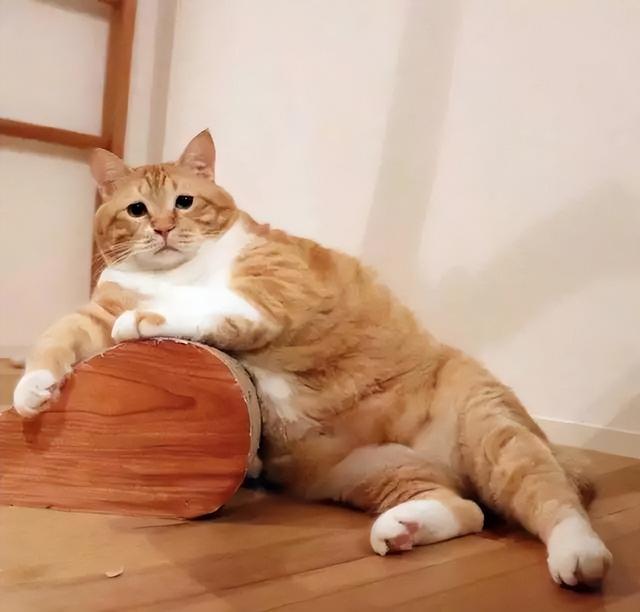 如何判断你家猫咪需不需要减肥？