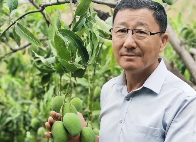 中国退役军人·在希望的田野上 | 胡洪超：让5000亩荒山迎来金芒果的春天