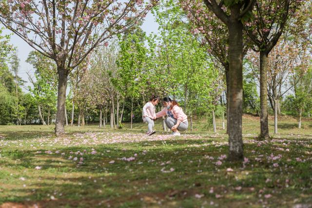 清明假期，央视镜头聚焦锦江“赏花经济”！