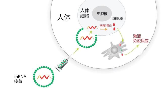 读懂免疫｜赛诺菲疫苗全球事业部副总裁：新冠前疫苗革命已悄然发生