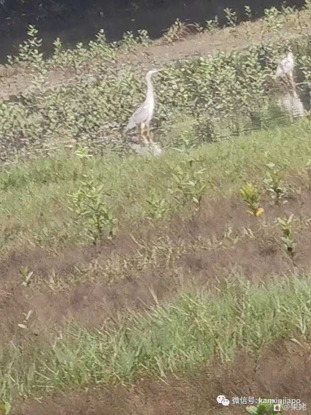 新加坡有这么一个宝藏湿地保护区，适合周末跟家人朋友一起去