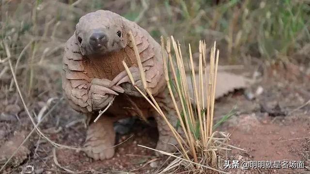 对穿山甲无止境的杀戮，人类终将会迎来报复性的打击