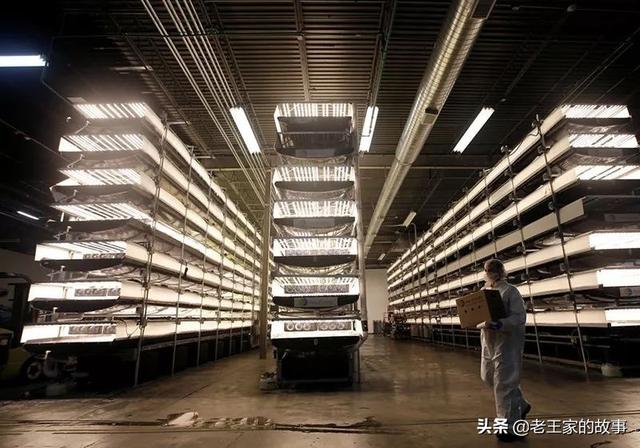 什么是垂直农场？据说它竟然可以喂饱地球97亿人