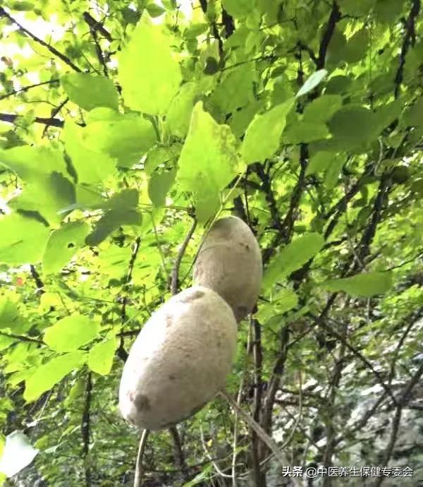 新加坡总理使用过的草药—八月扎