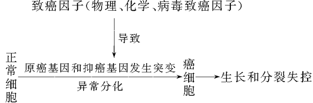 高中生物-细胞的生命历程